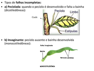 Tipos de  folhas   incompletas: a) Peciolada : quando o pecíolo é desenvolvido e falta a bainha (dicotiledôneas): b) Invaginante:  pecíolo ausente e bainha desenvolvida (monocotiledôneas): 