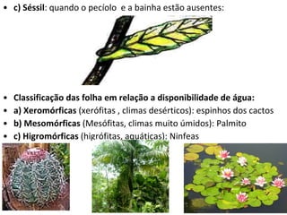 c) Séssil : quando o pecíolo  e a bainha estão ausentes: Classificação das folha em relação a disponibilidade de água: a)   Xeromórficas  (xerófitas , climas desérticos): espinhos dos cactos b) Mesomórficas  (Mesófitas, climas muito úmidos): Palmito c) Higromórficas  (higrófitas, aquáticas): Ninfeas 