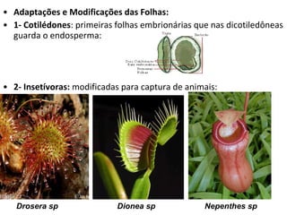 Adaptações e Modificações das Folhas: 1- Cotilédones : primeiras folhas embrionárias que nas dicotiledôneas guarda o endosperma: 2- Insetívoras:  modificadas para captura de animais: Drosera sp Dionea sp Nepenthes sp 