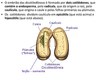O embrião das dicotiledôneas é formado por  dois cotilédones , que  contém o endosperma , pelo  radícula , que dá origem a raiz, pelo  caulículo , que origina o caule e pelas folhas primárias ou plúmulas. Os  cotilédones  dividem caulículo em  epicótilo  (que está acima) e  hipocótilo  (que está abaixo).  