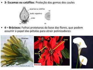 3- Escamas ou catáfilos : Proteção das gemas dos caules 4 – Brácteas:  Folhas protetoras da base das flores, que podem assumir o papel das pétalas para atrair polinizadores 
