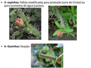 5- espinhos:  folhas modificadas para proteção (cora de Cristo) ou para economia de água (cactos). 6- Gavinhas:  fixação: 