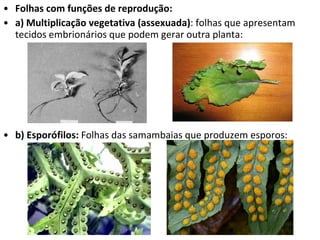 Folhas com funções de reprodução: a) Multiplicação vegetativa (assexuada) : folhas que apresentam tecidos embrionários que podem gerar outra planta: b) Esporófilos:  Folhas das samambaias que produzem esporos: 