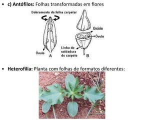 c) Antófilos:  Folhas transformadas em flores Heterofilia:  Planta com folhas de formatos diferentes: 