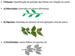 Filotaxia:  Classificação da posição dos folhas em relação ao caule: a) Alternadas:  Inseridas em níveis diferentes  b) Opostas:  inseridas no mesmo nó em oposição uma da outra: c) Verticiladas:  varias folhas no mesmo nó: 