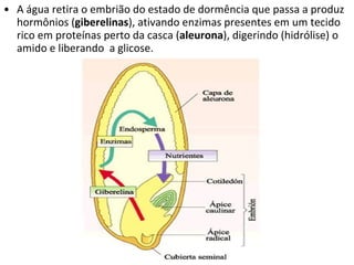 A água retira o embrião do estado de dormência que passa a produz hormônios ( giberelinas ), ativando enzimas presentes em um tecido rico em proteínas perto da casca ( aleurona ), digerindo (hidrólise) o amido e liberando  a glicose. 