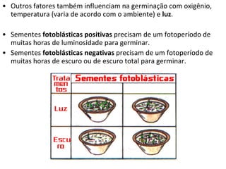 Outros fatores também influenciam na germinação com oxigênio, temperatura (varia de acordo com o ambiente) e  luz . Sementes  fotoblásticas positivas  precisam de um fotoperíodo de muitas horas de luminosidade para germinar. Sementes  fotoblásticas negativas  precisam de um fotoperíodo de muitas horas de escuro ou de escuro total para germinar. 