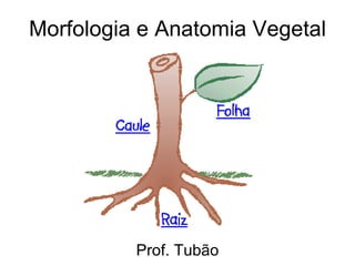 Morfologia e Anatomia Vegetal Prof. Tubão 
