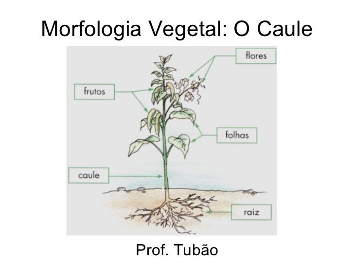 Morfologia vegetal, semente raiz caule e folha