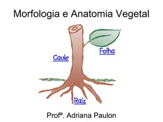 Morfologia e Anatomia Vegetal
Profª. Adriana Paulon
 