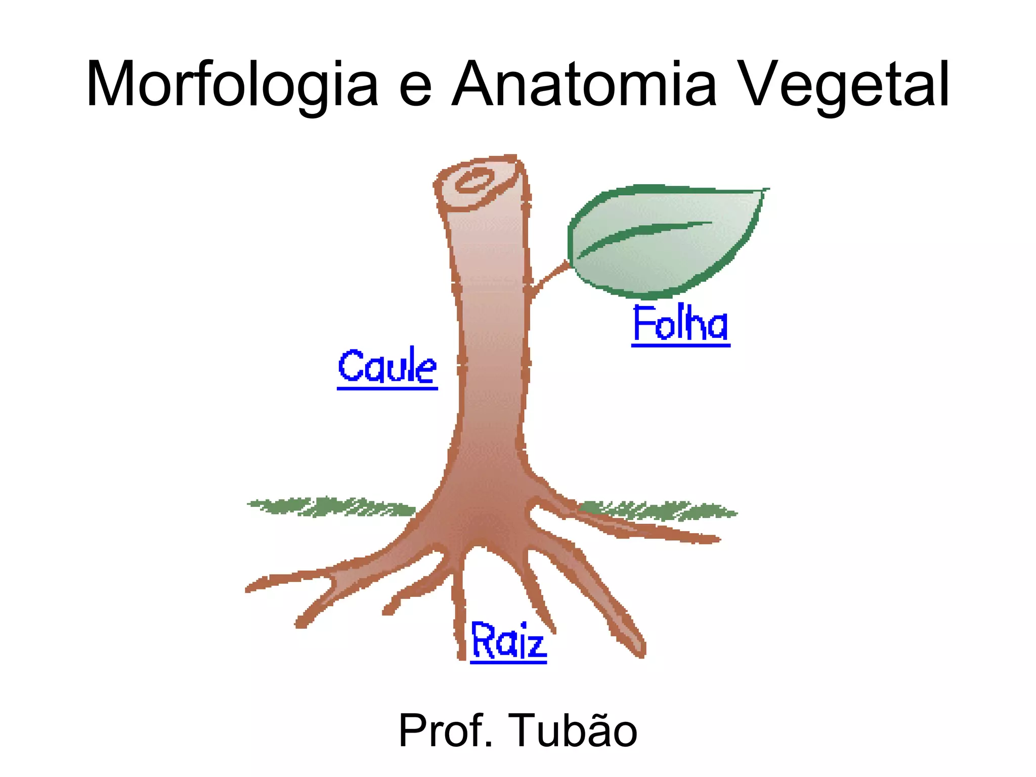 Raiz Caule E Folhas - RETOEDU