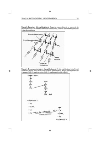 TEMAS DE BACTERIOLOGÍA Y VIROLOGÍA MÉDICA                                             31



Figura 3. Estructura del peptidoglicano. Diagrama esquemático de un segmento de
peptidoglicano que muestra las cadenas de polisacáridos, cadenas laterales tetrapeptídicas
y puentes peptídicos




Figura 4. Entrecruzamientos en el peptidoglucano. Arriba: peptidoglucano de E. coli
con enlace directo, típico de muchas bacterias gramnegativas. Abajo: ppetidoglucano de
S. aureus. NAM: N-acetilmurámico; NAG: N-acetilglusamina; Gly: glicina
 