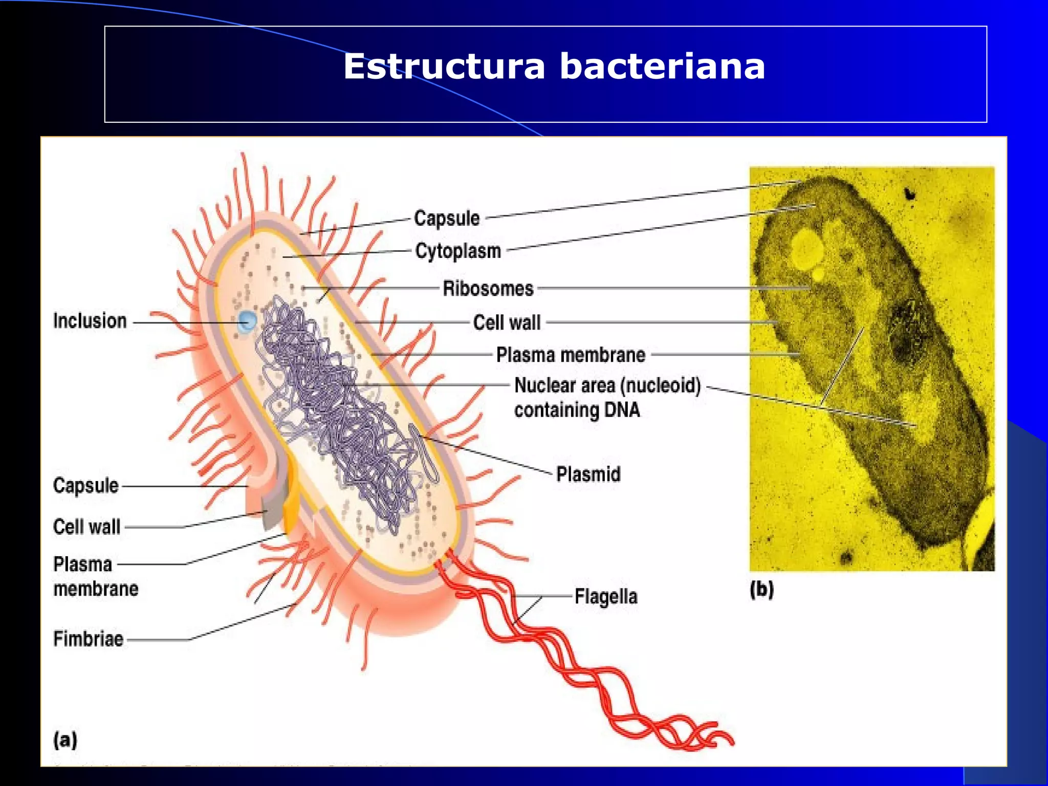 Morfologia y estructura bacteriana. | PPT | Chemistry | Science