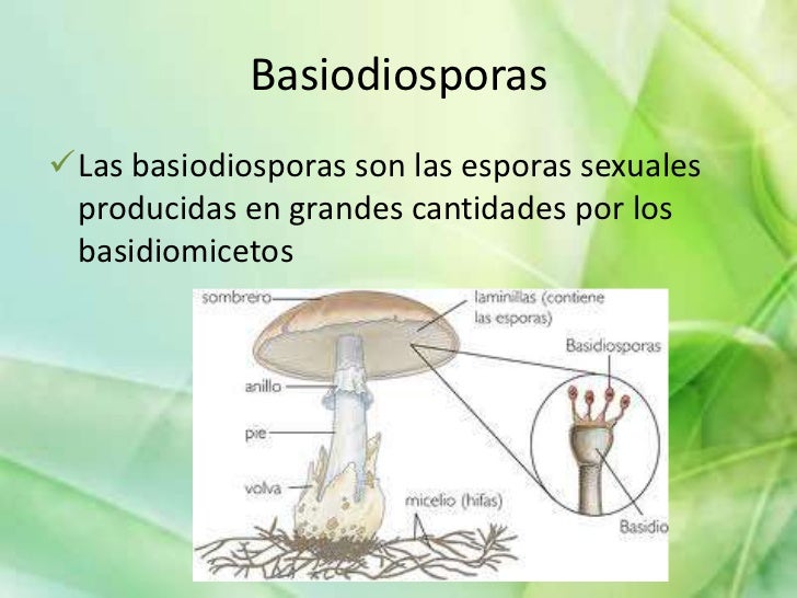 MORFOLOGIA Y REPRODUCCION DE HONGOS MORFOLOGIA Y REPRODUCCION DE HONGOS