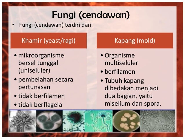 Morfologi bakteri, kapang dan khamir