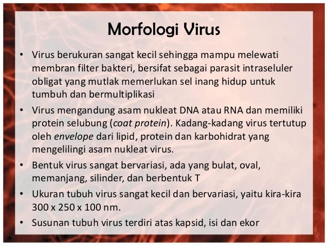 Morfologi bakteri, kapang dan khamir