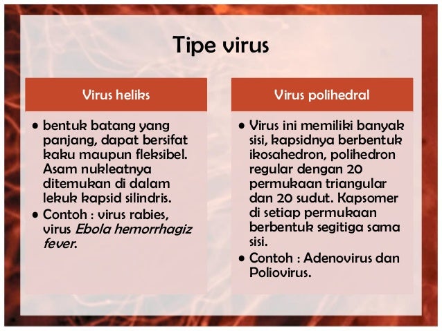 Morfologi bakteri, kapang dan khamir