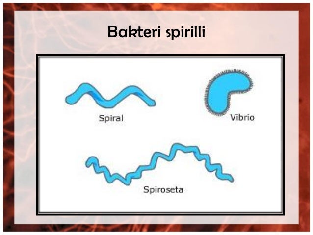 Morfologi bakteri, kapang dan khamir