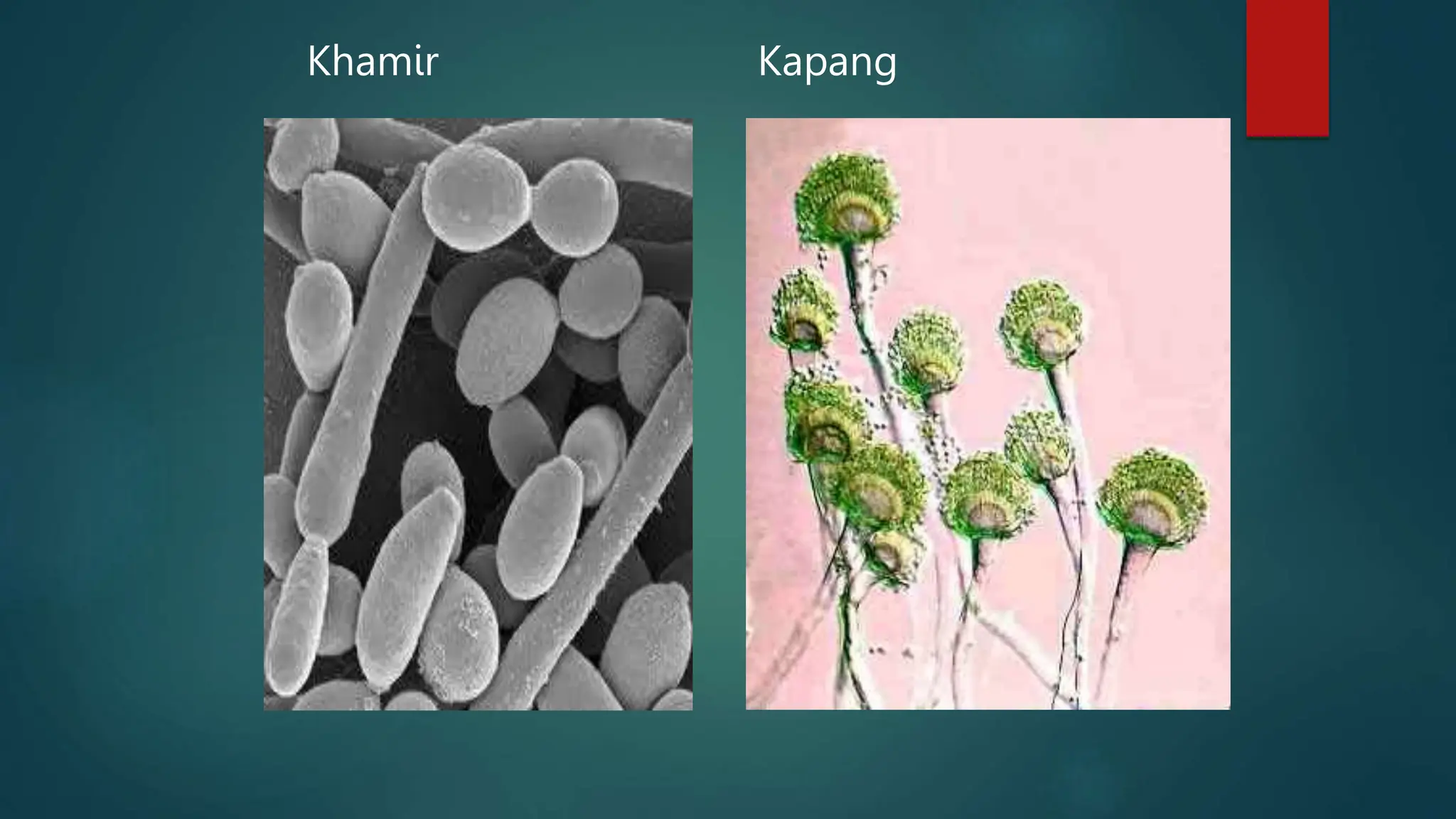 Jamur Multiseluler Morfologi dan Klasifikasi Fungi mikologi.pptx