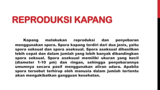 REPRODUKSI KAPANG
Kapang melakukan reproduksi dan penyebaran
menggunakan spora. Spora kapang terdiri dari dua jenis, yaitu
spora seksual dan spora aseksual. Spora aseksual dihasilkan
lebih cepat dan dalam jumlah yang lebih banyak dibandingkan
spora seksual. Spora aseksual memiliki ukuran yang kecil
(diameter 1-10 μm) dan ringan, sehingga penyebarannya
umumnya secara pasif menggunakan aliran udara. Apabila
spora tersebut terhirup oleh manusia dalam jumlah tertentu
akan mengakibatkan gangguan kesehatan.
 