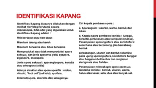 IDENTIFIKASI KAPANG
Identifikasi kapang biasanya dilakukan dengan
melihat morfologi terutama secara
mikroskopik. Sifat-sifat yang digunakan untuk
identifikasi kapang adalah :
Hifa bersepat atau non sepat
Miselium terang atau keruh
Miselium berwarna atau tidak berwarna
Memproduksi atau tidak memproduksi spora
seksual, dan jenis sporanya yaitu oospora,
zigospora, askospora
Jenis spora seksual : sporangiospora, konidia
atau arhospora (oidia)
Adanya struktur atau spora spesifik : stolon,
rhizoid, “foot cell”(sel kaki), apofisis,
khlamidospora, sklerotia dan sebagainya.
Ciri kepala pembawa spora :
a. Sporangium : ukuran, warna, bentuk dan
lokasi
b. Kepala spora pembawa konidia : tunggal,
berantai,pertunasan atau kumpulan (massa),
Penampakan sporangiofora atau konidiofora:
sederhana atau bercabang, jika bercabang
bentuk
percabangan, ukuran dan bentuk kolumela
pada ujung sporangiofora, konidiofora tunggal
atau bergerombol.bentuk dan rangkaian
sterigmata atau fialides.
Penampakan mikroskopik spora aseksual,
terutama konidia : bentuk, ukuran, warna,
halus atau kasar, satu, dua atau banyak sel.
 
