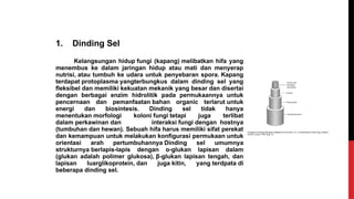1. Dinding Sel
Kelangsungan hidup fungi (kapang) melibatkan hifa yang
menembus ke dalam jaringan hidup atau mati dan menyerap
nutrisi, atau tumbuh ke udara untuk penyebaran spora. Kapang
terdapat protoplasma yangterbungkus dalam dinding sel yang
fleksibel dan memiliki kekuatan mekanik yang besar dan disertai
dengan berbagai enzim hidrolitik pada permukaannya untuk
pencernaan dan pemanfaatan bahan organic terlarut untuk
energi dan biosintesis. Dinding sel tidak hanya
menentukan morfologi koloni fungi tetapi juga terlibat
dalam perkawinan dan interaksi fungi dengan hostnya
(tumbuhan dan hewan). Sebuah hifa harus memiliki sifat perekat
dan kemampuan untuk melakukan konfigurasi permukaan untuk
orientasi arah pertumbuhannya Dinding sel umumnya
strukturnya berlapis-lapis dengan α-glukan lapisan dalam
(glukan adalah polimer glukosa), β-glukan lapisan tengah, dan
lapisan luarglikoprotein, dan juga kitin, yang terdpata di
beberapa dinding sel.
 