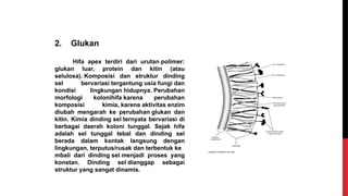 2. Glukan
Hifa apex terdiri dari urutan polimer:
glukan luar, protein dan kitin (atau
selulosa). Komposisi dan struktur dinding
sel bervariasi tergantung usia fungi dan
kondisi lingkungan hidupnya. Perubahan
morfologi kolonihifa karena perubahan
komposisi kimia, karena aktivitas enzim
diubah mengarah ke perubahan glukan dan
kitin. Kimia dinding sel ternyata bervariasi di
berbagai daerah koloni tunggal. Sejak hifa
adalah sel tunggal tebal dan dinding sel
berada dalam kontak langsung dengan
lingkungan, terputus/rusak dan terbentuk ke
mbali dari dinding sel menjadi proses yang
konstan. Dinding sel dianggap sebagai
struktur yang sangat dinamis.
 