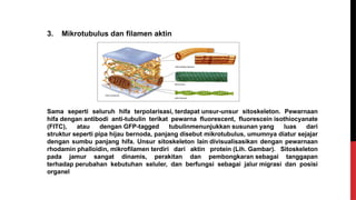 3. Mikrotubulus dan filamen aktin
Sama seperti seluruh hifa terpolarisasi, terdapat unsur-unsur sitoskeleton. Pewarnaan
hifa dengan antibodi anti-tubulin terikat pewarna fluorescent, fluorescein isothiocyanate
(FITC), atau dengan GFP-tagged tubulinmenunjukkan susunan yang luas dari
struktur seperti pipa hijau bernoda, panjang disebut mikrotubulus, umumnya diatur sejajar
dengan sumbu panjang hifa. Unsur sitoskeleton lain divisualisasikan dengan pewarnaan
rhodamin phalloidin, mikrofilamen terdiri dari aktin protein (Lih. Gambar). Sitoskeleton
pada jamur sangat dinamis, perakitan dan pembongkaran sebagai tanggapan
terhadap perubahan kebutuhan seluler, dan berfungsi sebagai jalur migrasi dan posisi
organel
 