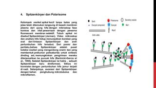 4. Spitzenkörper dan Polarisome
Kelompok vesikel apikal kecil tanpa batas yang
jelas telah ditemukan langsung di bawah membran
plasma dari ujung hifa dengan mikroskop fase
kontras dan vital pewarnaan dengan pewarna
fluorescent membran selektif. Tubuh apikal ini
disebut Spitzenkörper (Jerman). Video mikroskop
dan analisis hifa hidup menunjukkan korelasi yang
erat dari lintasan Spitzenkörper dan arah
pertumbuhan hifa tersebut. Dari posisi dan
perilaku,bahwa Spitzenkörper adalah pusat
koleksi vesikel yang mengandung enzim dan yang
membentuk prekursor polisakarida untuk sintesis
dinding sel, memungkinkan pengiriman mereka
diterjemahkan ke puncak hifa (Bartnicki-Garcia et
al., 1995). Setelah Spitzenkörper isi habis , sebuah
Spitzenkörper baru direformasi. Siklus ini
konsisten dengan pertumbuhan hifa jamur terjadi
di nadi. Selanjutnya, asosiasi dari Spitzenkörper
dengan bahan penghubung mikrotubulus dan
mikrofilamen.
 