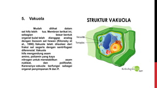 5. Vakuola
Mudah dilihat dalam
sel hifa lebih tua. Membran terikat ini,
sebagian besar bentuk
organel bulat telah dianggap analog
dengan lisosom sel hewan (Klionsky et
al., 1990). Vakuola telah diisolasi dari
fraksi sel segaris dengan sentrifugasi
diferensial. Vakuola
hifa mengandung asam
amino, poliamin yang kaya
nitrogen untuk menstabilkan asam
nukleat, dan polifosfat.
Karenanya vakuola berfungsi sebagai
organel penyimpanan N dan P.
 