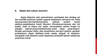6. Septa dan tubuh woronin
Septa dibentuk oleh pertumbuhan sentripetal dari dinding sel
dan memiliki perforasi melalui organel sitoplasma, termasuk inti. Pada
ascomycotina dan basidiomycotina, sebuah protein tubuh
elektron padatdisebut tubuh Woronin (Peroksisom berasal dari inti
padat), hadir di kedua sisi septa, menunjukkan bahwa fungsi ini
sebagai sebuah penyumbat/penutup untuk septa yang berpori.
Dengan penutupan diatur atau pembukaan pori-pori septum, gerakan
protoplasma dapat dialihkan untuk setiap wilayah di miselium,
mengubah arah ekstensi untuk eksplorasi produktif daerah sekitarnya
yang kaya nutrisi
 