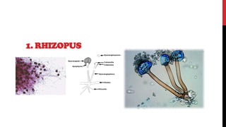 1. RHIZOPUS
 