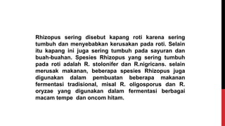 Rhizopus sering disebut kapang roti karena sering
tumbuh dan menyebabkan kerusakan pada roti. Selain
itu kapang ini juga sering tumbuh pada sayuran dan
buah-buahan. Spesies Rhizopus yang sering tumbuh
pada roti adalah R. stolonifer dan R.nigricans. selain
merusak makanan, beberapa spesies Rhizopus juga
digunakan dalam pembuatan beberapa makanan
fermentasi tradisional, misal R. oligosporus dan R.
oryzae yang digunakan dalam fermentasi berbagai
macam tempe dan oncom hitam.
 