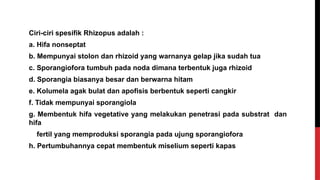 Ciri-ciri spesifik Rhizopus adalah :
a. Hifa nonseptat
b. Mempunyai stolon dan rhizoid yang warnanya gelap jika sudah tua
c. Sporangiofora tumbuh pada noda dimana terbentuk juga rhizoid
d. Sporangia biasanya besar dan berwarna hitam
e. Kolumela agak bulat dan apofisis berbentuk seperti cangkir
f. Tidak mempunyai sporangiola
g. Membentuk hifa vegetative yang melakukan penetrasi pada substrat dan
hifa
fertil yang memproduksi sporangia pada ujung sporangiofora
h. Pertumbuhannya cepat membentuk miselium seperti kapas
 