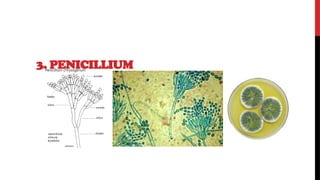 3. PENICILLIUM
 