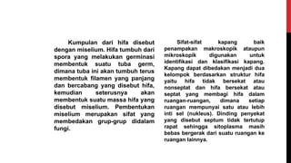 Kumpulan dari hifa disebut
dengan miselium. Hifa tumbuh dari
spora yang melakukan germinasi
membentuk suatu tuba germ,
dimana tuba ini akan tumbuh terus
membentuk filamen yang panjang
dan bercabang yang disebut hifa,
kemudian seterusnya akan
membentuk suatu massa hifa yang
disebut miselium. Pembentukan
miselium merupakan sifat yang
membedakan grup-grup didalam
fungi.
Sifat-sifat kapang baik
penampakan makroskopik ataupun
mikroskopik digunakan untuk
identifikasi dan klasifikasi kapang.
Kapang dapat dibedakan menjadi dua
kelompok berdasarkan struktur hifa
yaitu hifa tidak bersekat atau
nonseptat dan hifa bersekat atau
septat yang membagi hifa dalam
ruangan-ruangan, dimana setiap
ruangan mempunyai satu atau lebih
inti sel (nukleus). Dinding penyekat
yang disebut septum tidak tertutup
rapat sehingga sitoplasma masih
bebas bergerak dari suatu ruangan ke
ruangan lainnya.
 