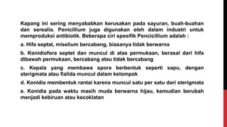 Kapang ini sering menyababkan kerusakan pada sayuran, buah-buahan
dan serealia. Penicillium juga digunakan oleh dalam industri untuk
memproduksi antibiotik. Beberapa ciri spesifik Pencicillium adalah :
a. Hifa septat, miselium bercabang, biasanya tidak berwarna
b. Konidiofora septet dan muncul di atas permukaan, berasal dari hifa
dibawah permukaan, bercabang atau tidak bercabang
c. Kepala yang membawa spora berbentuk seperti sapu, dengan
sterigmata atau fialida muncul dalam kelompok
d. Konidia membentuk rantai karena muncul satu per satu dari sterigmata
e. Konidia pada waktu masih muda berwarna hijau, kemudian berubah
menjadi kebiruan atau kecoklatan
 