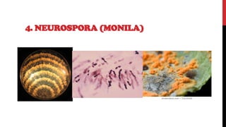 4. NEUROSPORA (MONILA)
 
