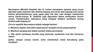 Neurospora (Monila) sitophila dan N. crassa merupakan spesies yang umum
dijumpai pada makanan dan disebut kapang roti merah atau kapang nasi merah
karena pertumbuhannya yang cepat pada roti atau nasi dengan membentuk
warna merah-oranye. N. sitophila juga digunakan dalam pembuatan oncom
merah. Pembentukan askospora yang terdapat didalam perithesia jarang
terlihat pada kapang ini.
Ciri-ciri spesifik Neurospora adalah sebagai berikut :
a. Miselium septat, kemudian dapat pecah menjadi sel-sel yang terpisah
b. Miselium panjang dan bebas tumbuh diatas permukaan
c. Hifa aerial membawa konidia yang bertunas, berbentuk oval dan berwarna
merah
jambu sampai oranye merah, serta membentuk rantai bercabang pada
ujungnya.
 