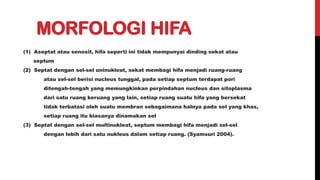 MORFOLOGI HIFA
(1) Aseptat atau senosit, hifa seperti ini tidak mempunyai dinding sekat atau
septum
(2) Septat dengan sel-sel uninukleat, sekat membagi hifa menjadi ruang-ruang
atau sel-sel berisi nucleus tunggal, pada setiap septum terdapat pori
ditengah-tengah yang memungkinkan perpindahan nucleus dan sitoplasma
dari satu ruang keruang yang lain, setiap ruang suatu hifa yang bersekat
tidak terbatasi oleh suatu membran sebagaimana halnya pada sel yang khas,
setiap ruang itu biasanya dinamakan sel
(3) Septat dengan sel-sel multinukleat, septum membagi hifa menjadi sel-sel
dengan lebih dari satu nukleus dalam setiap ruang. (Syamsuri 2004).
 