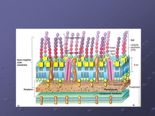 Comprehensive Overview of Bacterial Cell Morphology and Structure | PDF