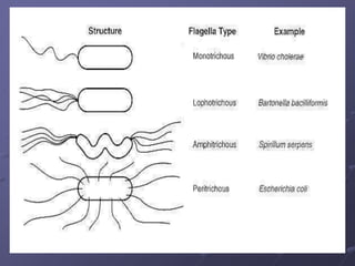 Comprehensive Overview of Bacterial Cell Morphology and Structure | PDF
