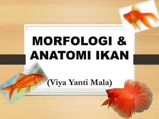 MORFOLOGI &
ANATOMI IKAN
(Viya Yanti Mala)
 