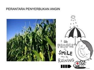 PERANTARA PENYERBUKAN ANGIN

 
