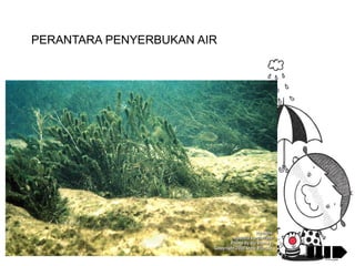 PERANTARA PENYERBUKAN AIR

 