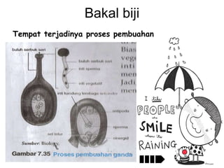 Bakal biji
Tempat terjadinya proses pembuahan

 