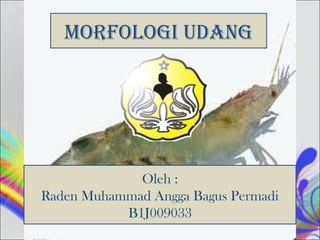 MORFOLOGI UDANG




             Oleh :
Raden Muhammad Angga Bagus Permadi
           B1J009033
 
