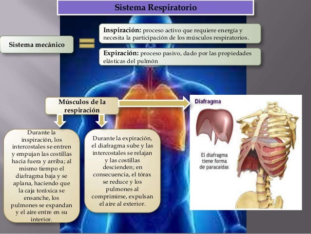 Sistema Reguladores del Cuerpo Humano