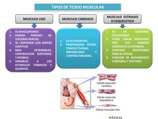 TIPOS DE TEJIDO MUSCULAR
MUSCULO LISO
1. ES AUTOMATICO.
2. PROPIEDADES: RITMO,
CONDUCTIVIDAD,
IRRITABILIDAD Y
CONTRACTIBILIDAD.
1. ES DE GOBIERNO
VOLUNTARIO.
2. POSEE FIBRAS INERVADAS
POR LOS NERVIOS
CRANEALES O ESPINALES.
3. CONTIENE RECEPTORES
PARA EL DOLOR.
4. FUNCION DE MOVIMIENTO
CORPORAL Y POSTURA.
1. ES INVOLUNTARIO
2. FORMA PAREDES DE
VISCERAS HUECAS.
3. SE CONTRAEN CON MAYOR
LENTITUD.
4. MAS EXTENSIBLES,
CONTRACCION SOSTENIDA
Y RITMICA.
5. SENSIBLES A LOS
ESTIMULOS TERMICOS Y
QUMICOS.
MUSCULO CARDIACO
MUSCULO ESTRIADO
O ESQUELETICO
 
