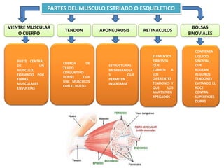 PARTES DEL MUSCULO ESTRIADO O ESQUELETICO
VIENTRE MUSCULAR
O CUERPO
TENDON RETINACULOSAPONEUROSIS
BOLSAS
SINOVIALES
PARTE CENTRAL
DE UN
MUSCULO,
FORMADO POR
FIBRAS
MUSCULARES
ENVUELTAS
CUERDA DE
TEJIDO
CONJUNTIVO
DENSO QUE
UNE MUSCULOS
CON EL HUESO
ESTRUCTURAS
MEMBRANOSA
S QUE
PERMITEN
INSERTARSE
ELEMENTOS
FIBROSOS
QUE
CUBREN A
LOS
DIFERENTES
TENDONES Y
QUE LOS
MANTIENEN
APEGADOS
CONTIENEN
LIQUIDO
SINOVIAL,
QUE
RODEAN
ALGUNOS
TENDONES
EVITANDO EL
ROCE
CONTRA
SUPERFICIES
DURAS
 